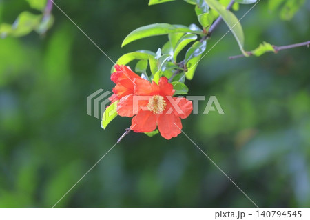 オレンジ色のザクロの花 オレンジ色のザクロの花 140794545