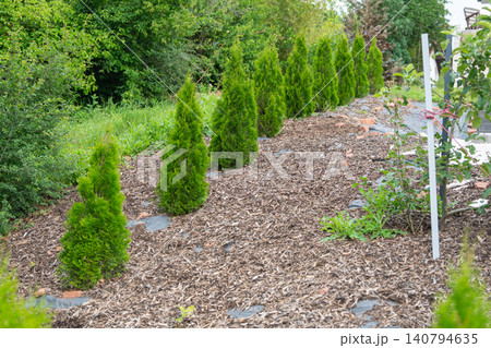 Horizontal shot of a neat row of young evergreen thuja plants in a landscaped backyard bed, heavily mulched with brown wood chips to prevent weeds. Suburban house gardening featuring a straight line 140794635