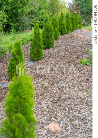 Vertical composition showing a neat path of small green thuja trees growing out of a ground bed covered with natural pine bark mulch. Home gardening idea. Close-up to distant view of young arborvitae Vertical composition showing a neat path of small green thuja trees growing out of a ground bed covered with natural pine bark mulch. Home gardening idea. Close-up to distant view of young arborvitae 140794636