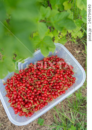 Vertical high angle view of a plastic container filled with freshly picked ripe red currant berries, placed on the ground directly under a green currant bush. Summer harvesting concept. A transparent 140794640