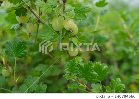 Horizontal close-up of a gooseberry bush with translucent green berries ripening on branches among sharp thorns and leaves. Summer garden harvest. Horizontal close-up of a gooseberry bush with translucent green berries ripening on branches among sharp thorns and leaves. Summer garden harvest. 140794660