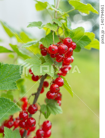 Vertical close-up shot of heavy bunches of ripe red currant berries hanging from a green branch with soft bokeh background. Natural fruit cultivation. Clusters of organic redcurrant growing outdoors Vertical close-up shot of heavy bunches of ripe red currant berries hanging from a green branch with soft bokeh background. Natural fruit cultivation. Clusters of organic redcurrant growing outdoors 140794661