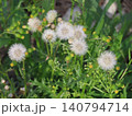 ノボロギクの綿毛と花のクローズアップ 140794714
