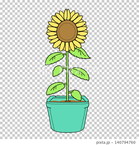 花盆裡種著一株向日葵 花盆裡種著一株向日葵 140794760