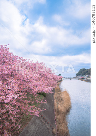 河津川沿いに咲く河津桜 河津川沿いに咲く河津桜 140795115