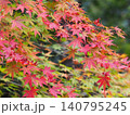 紅葉したモミジ 140795245