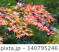 紅葉したモミジ 140795246