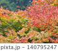 紅葉したモミジ 140795247