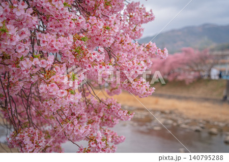 河津川沿いに咲く河津桜 河津川沿いに咲く河津桜 140795288