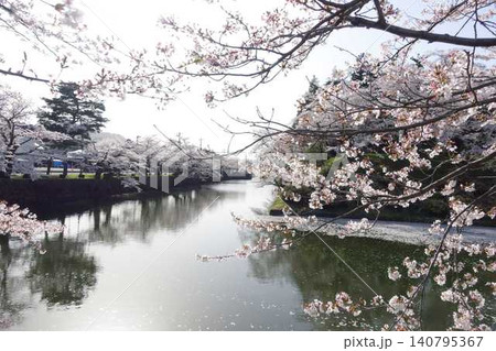 満開の桜　花筏　松が岬公園　さくら　サクラ　ソメイヨシノ 140795367