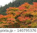 鮮やかな紅葉 140795376