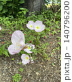 昼咲月見草 140796200