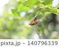 セミの抜け殻 140796339