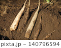収穫した長芋 140796594