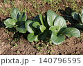 風に揺れる小松菜 140796595