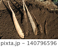 収穫した長芋 140796596