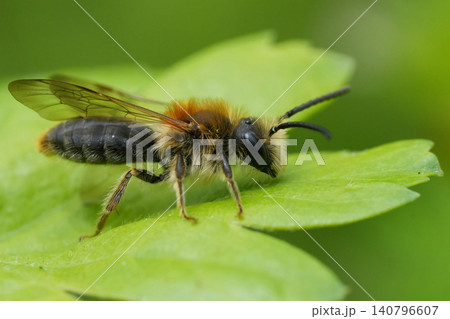 Closeup on a male Red-tailed or early mining bee, Andrena hameorrhoa, resting on a fresh green leaf Closeup on a male Red-tailed or early mining bee, Andrena hameorrhoa, resting on a fresh green leaf 140796607