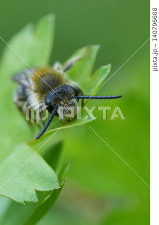 Closeup on a male Red-tailed or early mining bee, Andrena hameorrhoa, resting on a fresh green leaf Closeup on a male Red-tailed or early mining bee, Andrena hameorrhoa, resting on a fresh green leaf 140796608