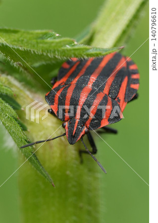 Closeup on a vibrant red Minstrel bug or striped shield bug , Graphosoma italicum 140796610
