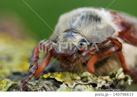 Closeup on a Maybug or May chafer, Melolontha melolontha sitting on wood 140796615