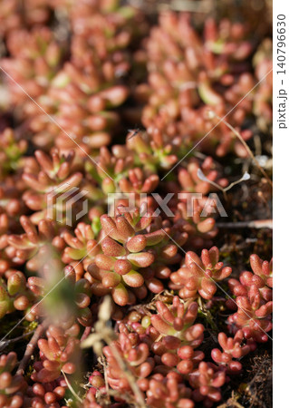 Closeup on a small white stonecrop wildflower succulent, Sedum album in Viroin , Belgium Closeup on a small white stonecrop wildflower succulent, Sedum album in Viroin , Belgium 140796630