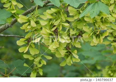 Abundant green Acer pseudoplatanus samara wings on a tree branch, showcasing fresh growth and nature's cycle in bright light Abundant green Acer pseudoplatanus samara wings on a tree branch, showcasing fresh growth and nature's cycle in bright light 140796637
