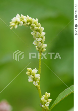 Closeup on the light green flowers of the Pale Smartweed, Persicaria lapathifolia Closeup on the light green flowers of the Pale Smartweed, Persicaria lapathifolia 140796638