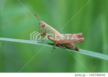Closeup on the European meadow grasshopper, Pseudochorthippus parallelus on a straw of grass Closeup on the European meadow grasshopper, Pseudochorthippus parallelus on a straw of grass 140796640