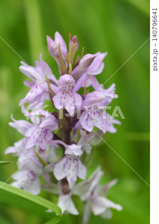 Closeup on the light pink flowering Common spotted orchid, Dactylorhiza fuchsii in a meadow Closeup on the light pink flowering Common spotted orchid, Dactylorhiza fuchsii in a meadow 140796641