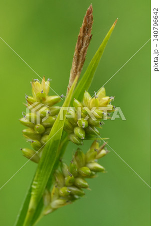 Closeup on the developping seed boxes of the pale sedge grass, Carex pallescens 140796642