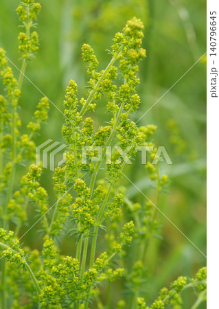 Vertical closeup on a yellow flowering Lady's Bedstraw, Galium verum in a meadow Vertical closeup on a yellow flowering Lady's Bedstraw, Galium verum in a meadow 140796645