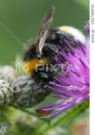 Closeup on a vibrant fluffy Vestal cuckoo bumblebee , Bombus vestalis feeding on a purple thistle flower Closeup on a vibrant fluffy Vestal cuckoo bumblebee , Bombus vestalis feeding on a purple thistle flower 140796650