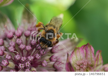 Closeup on a fresh emerged yellow-legged mining bee, Andrena flavipes on a pink Astrantia major flower 140796651