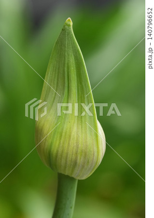Closeup on a unopened flower bud of African lily, Agapanthus africanus 140796652
