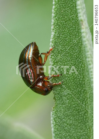 Close-up of a tiny, iridescent Rosemary beetle, Chrysolina americana, perched vertically on the edge of a vibrant green leaf 140796653