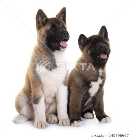 amerikan akitas in studio amerikan akitas in studio 140796667
