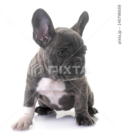 french bulldog in studio french bulldog in studio 140796689