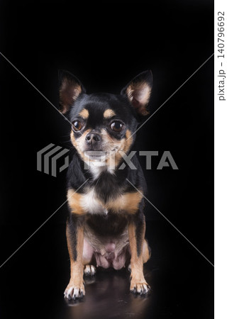 chihuahua in studio 140796692