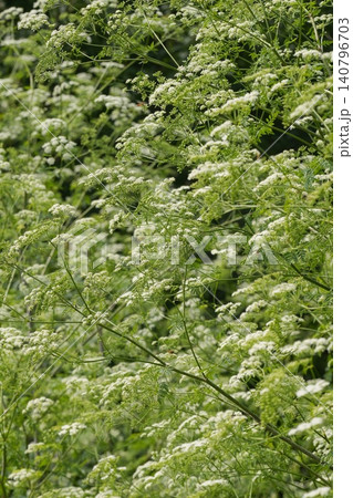 Vertical closeup on a group of Deadly poison hemlock plant with small white flowers, toxic, poisonous Conium maculatum Vertical closeup on a group of Deadly poison hemlock plant with small white flowers, toxic, poisonous Conium maculatum 140796703