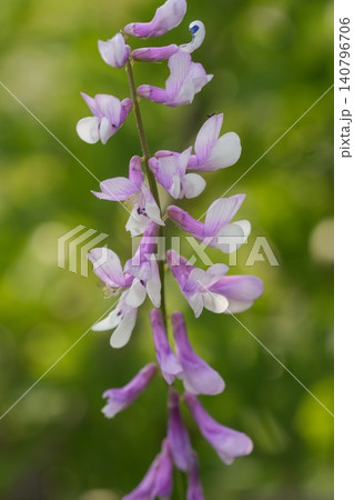 Closeup on vibrant purple and white flowers blooming in lush greenery. Vicia dalmatica in North Bulgaria meadow Closeup on vibrant purple and white flowers blooming in lush greenery. Vicia dalmatica in North Bulgaria meadow 140796706