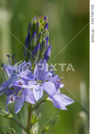 Closeup on the lightblue flowering Austrian speedwell, Veronica austriaca found in the North Bulgarian mountains Closeup on the lightblue flowering Austrian speedwell, Veronica austriaca found in the North Bulgarian mountains 140796708