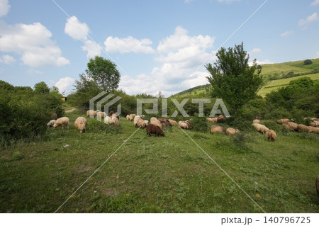 Flock of domestic animals graze on vibrant green hillside with lush trees under a bright blue sky Flock of domestic animals graze on vibrant green hillside with lush trees under a bright blue sky 140796725