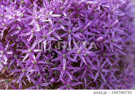 Vibrant Cluster of Purple Onion, Allium Blossoms: Detailed Macro View of Star-Shaped Flowers in Full Bloom During Summer Vibrant Cluster of Purple Onion, Allium Blossoms: Detailed Macro View of Star-Shaped Flowers in Full Bloom During Summer 140796730