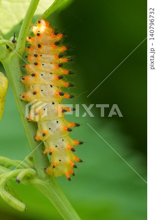 Closeup on the orange caterpillar larvae of the rare Southern Festoon butterfly, Zerynthia polyxena, in North bulgaria 140796732