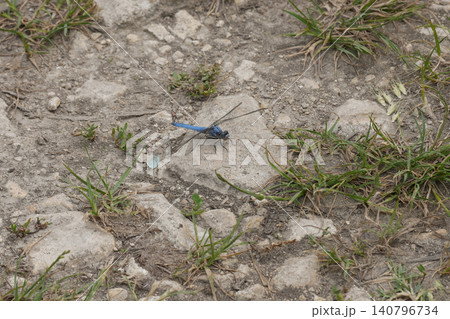 Closeup on a blue colored male Southern skimmer, Orthetrum brunneum sitting on the ground Closeup on a blue colored male Southern skimmer, Orthetrum brunneum sitting on the ground 140796734