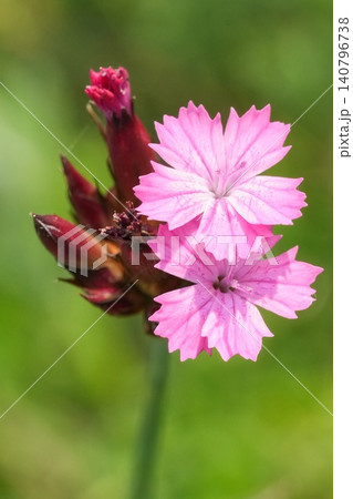 Closeup on a soft pink Dianthus flower in the North Bulgarian mountains Closeup on a soft pink Dianthus flower in the North Bulgarian mountains 140796738