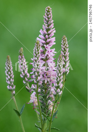 Closeup on the pinkflowers of the small spiked speedwell, Veronica spicata 140796746