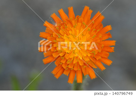 Closeup on a single Orange hawkweed flower, Hieracium aurantiacum Closeup on a single Orange hawkweed flower, Hieracium aurantiacum 140796749