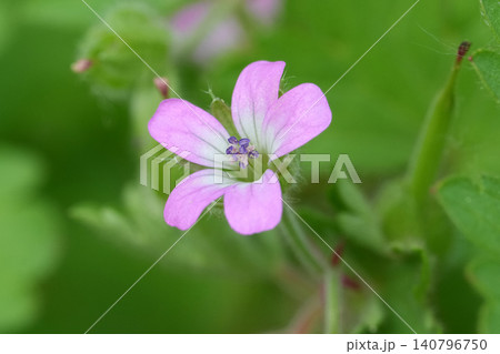 Closeup on a single flower of the Round-leaved Crane's-bill, Geranium rotundifolium Closeup on a single flower of the Round-leaved Crane's-bill, Geranium rotundifolium 140796750