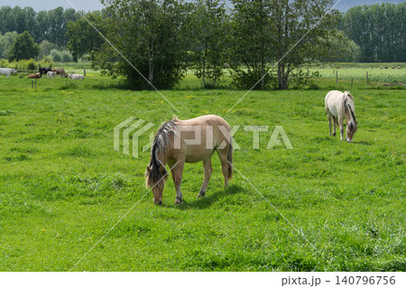 Two serene horses peacefully graze in a vibrant green meadow under a soft, overcast sky, highlighting rural tranquility 140796756